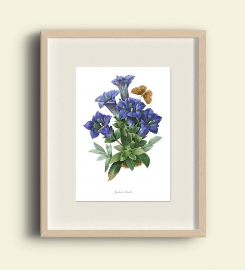 HOŘEC BEZLODYŽNÝ dekorace dárek doplněk květina modrá obraz blahopřání obrázek jaro ilustrace vintage zahrada kytka valentýn plakát scrapbook doplňky koláž výzdoba grafika starý počítač hořec tapeta gentiana acaulis 