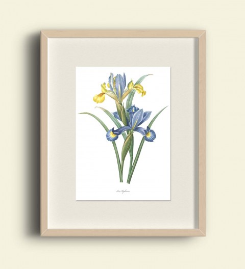 KOSATEC DVOUBAREVNÝ dekorace dárek doplněk květina modrá obraz blahopřání žlutá obrázek jaro ilustrace květ vintage zahrada kytka valentýn plakát scrapbook doplňky koláž výzdoba grafika starý počítač kosatec tapeta iris xiphium 