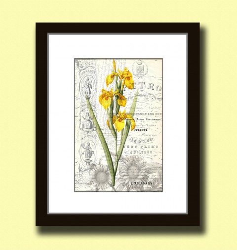 Tisk na grafickém papíře A4 - IRIS papír dekorace dárek květina obraz vánoce slunečnice kniha svatba vintage tisk originál koláž grafika umění antik 19.století starý rytina inkoust iris kosatec botanika 