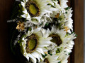 věnec ,,slunečnice bílé,,..