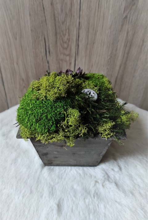 Mech. dekorace v dřev. květináči 2 dřevo hnědý dřevěný dekorace dárek zelený interiér narozeniny svátek květináč mech bytový doplněk severský trvanlivý skandinávský lišejník stabilizovaný bezúdržbový 