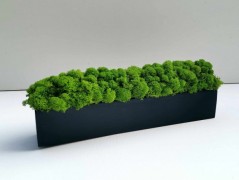 Mechový obraz, strom života, 30 cm