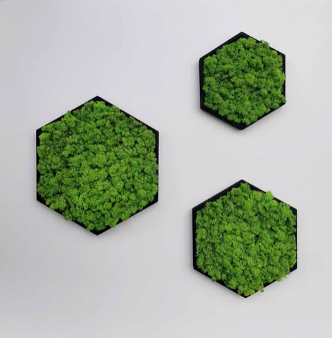 Sada obrazů ve tvaru hexagonu hexagon šestiúhelník stabilizovaný mech mechová dekorace mechový strom dřevěný obraz kulatý obraz sada obrazů 