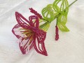 Korálková lilie - vínová